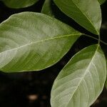 Lonchocarpus peninsularis