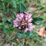 Trifolium pratenseBlomst