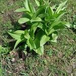 Veratrum lobelianum पत्ता