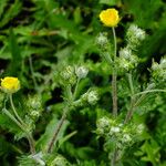 Potentilla inclinata Blomst