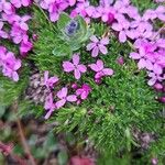 Silene acaulisFlower