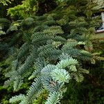 Abies procera Levél