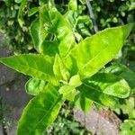 Gynura procumbens Fulla