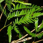 Calliandra bijuga Ліст