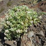 Helichrysum devium Habitat