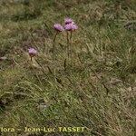 Armeria muelleri Libunga