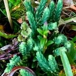 Lycopodium alpinum অভ্যাস