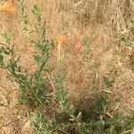 Oenothera longiflora Habit