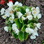 Begonia cucullata Habitus