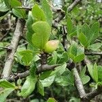 Commiphora madagascariensis Плод