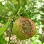 Oak Apple GallFruto