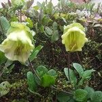 Cobaea scandens Blomst