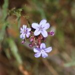 Plumbago europaeaЦвят