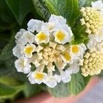 Lantana canescens 花