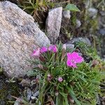 Dianthus glacialis Leaf