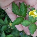 Potentilla indica Folha