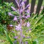 Scilla hyacinthoides 花