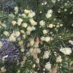 Acacia verticillata Flower