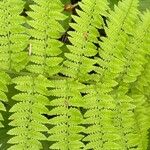 Dryopteris pentheri Blatt