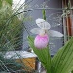 Cypripedium reginae Kvet