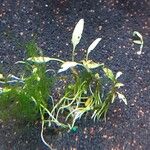 Cryptocoryne albida Hoja
