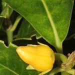 Roussea simplex Kvet