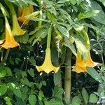 Brugmansia aurea Květ