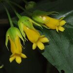 Besleria laxiflora Bloem