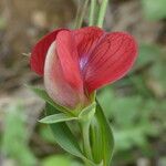 Lathyrus ciceraFlor