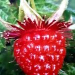 Rubus spectabilis 果実