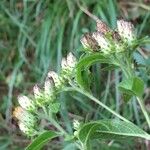 Pentanema squarrosum Flower