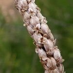 Plantago crassifolia Fruto