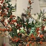 Pyracantha koidzumii Habitus