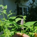 Agastache foeniculumപുഷ്പം