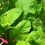 Primula japonica Feuille