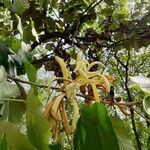 Pterospermum acerifolium फूल