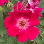 Rosa cinnamomeaফুল