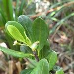 Erythroxylum novocaledonicum Leht
