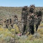 Aloe marlothii Vivejo
