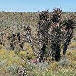 Aloe marlothii Yeri