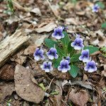 Viola rostrata Flower