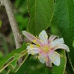 Grewia kakothamnos Flower