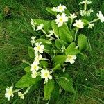 Primula vulgarisBlüte