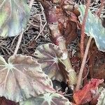 Begonia hydrocotylifolia Corteza