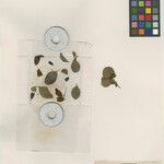 Clerodendrum myrtifolium Otro