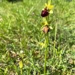 Ophrys aranifera Квітка