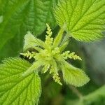 Urtica dioica Flower