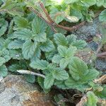 Scutellaria alpina Leaf