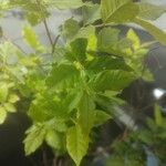 Campomanesia phaea Leaf
