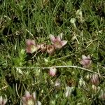 Anagallis alternifolia 整株植物